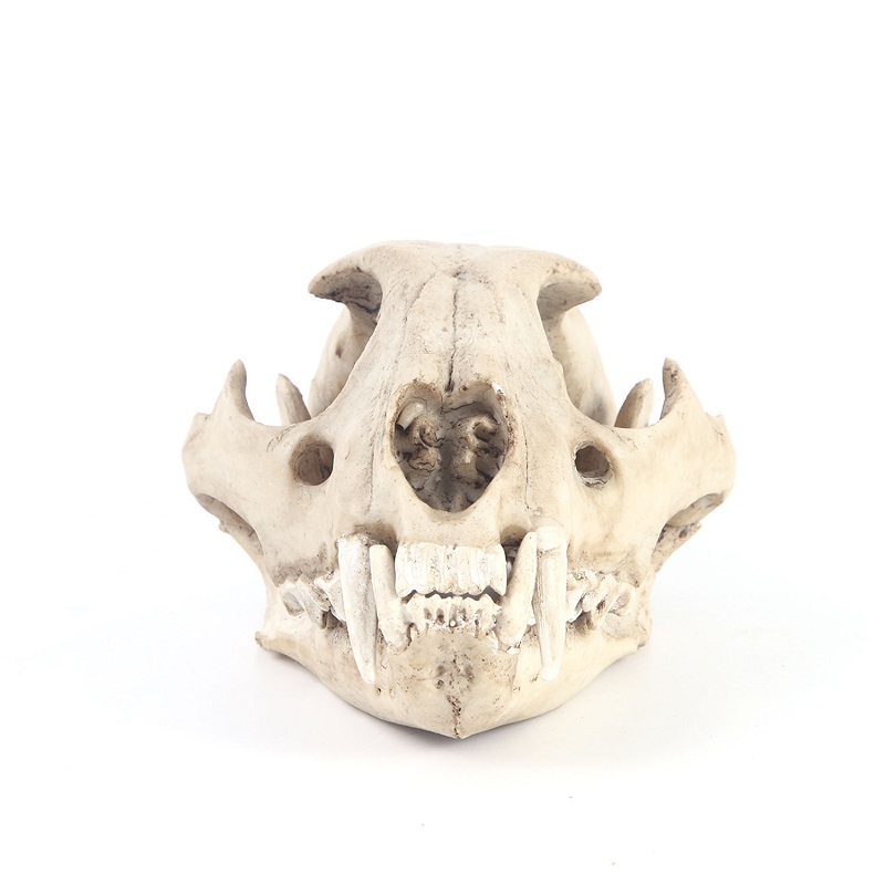 Da Báo Đầu Lâu Mô Hình Nhựa Hà - đánh giá và giá Art Craft Zoo